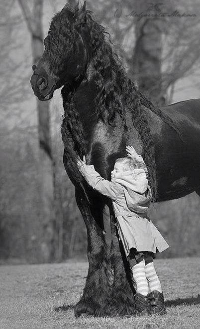 Friesian Horses